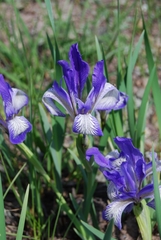Iris lactea biglumis