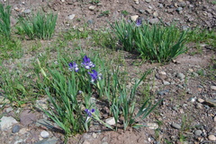 Iris lactea biglumis