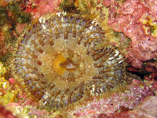 Representative image of Cereus pedunculatus