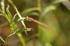 Oxyagrion rubidum