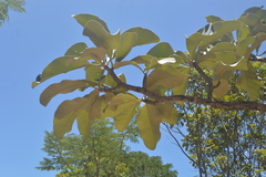 Aspidosperma macrocarpon