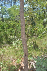 Aspidosperma macrocarpon