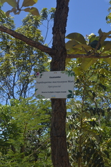 Aspidosperma macrocarpon