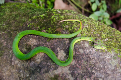 Trimeresurus popeiorum