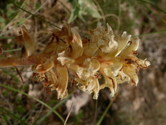 Orobanche amethystea