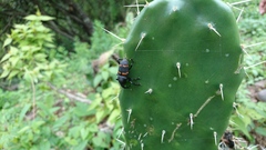 Cactophagus spinolae