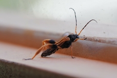 Callisphyris macropus