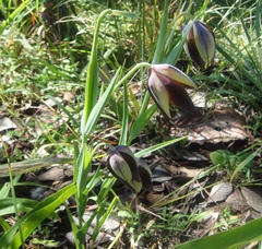 Calochortus hartwegii