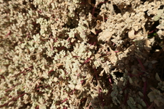 Tidestromia lanuginosa