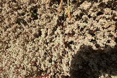 Tidestromia lanuginosa