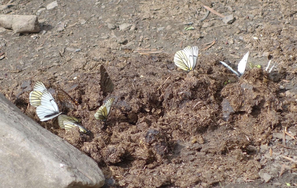 Aporia martineti