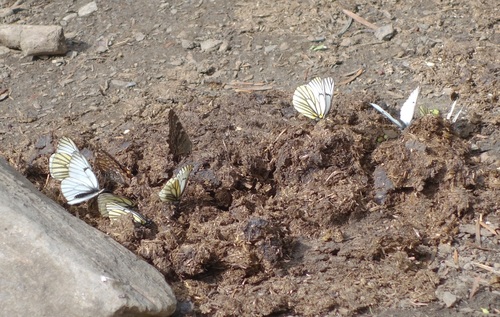 Aporia martineti