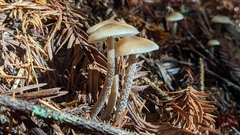 Myochromella boudieri