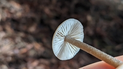 Myochromella boudieri