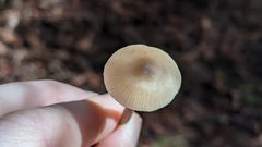 Myochromella boudieri