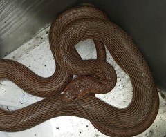 Dolichophis schmidti