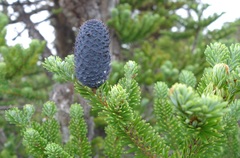 Abies delavayi