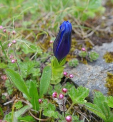 Gentiana phyllocalyx