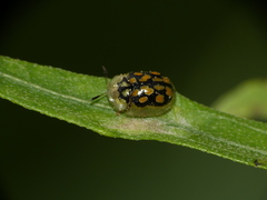 Aporocassida graphica