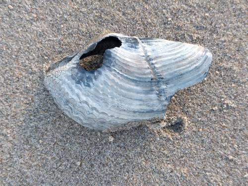 Great Piddock, Noordwijk, Zuid-Holland, Netherlands, photo 4 of 10