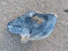 Zirfaea crispata