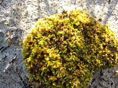 Syntrichia ruraliformis