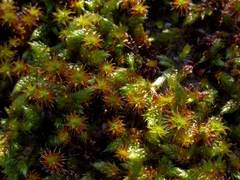 Syntrichia ruraliformis