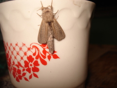 Phragmataecia castaneae