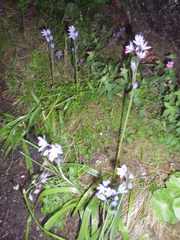 Hyacinthoides paivae
