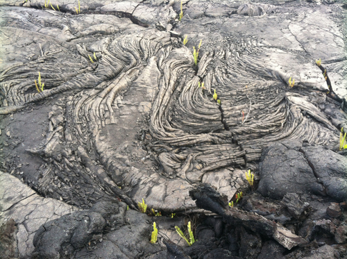 Nephrolepis brownii iNat (2)