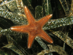 Astropecten spinulosus