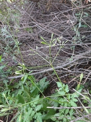 Osmorhiza depauperata