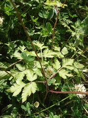 Osmorhiza depauperata