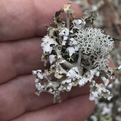 Cladonia prostrata