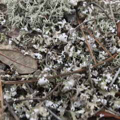 Cladonia prostrata