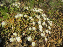 Mesembryanthemum paulum