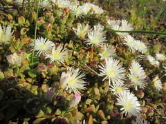 Mesembryanthemum paulum