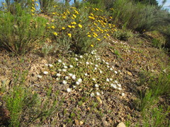 Mesembryanthemum paulum