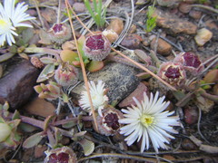 Mesembryanthemum paulum