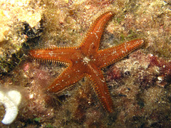 Astropecten spinulosus