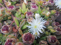 Mesembryanthemum paulum