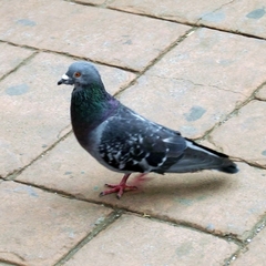 Columba livia