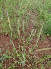 Tragus berteronianus