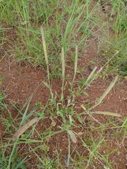 Tragus berteronianus