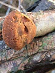 Fomitiporia hippophaeicola