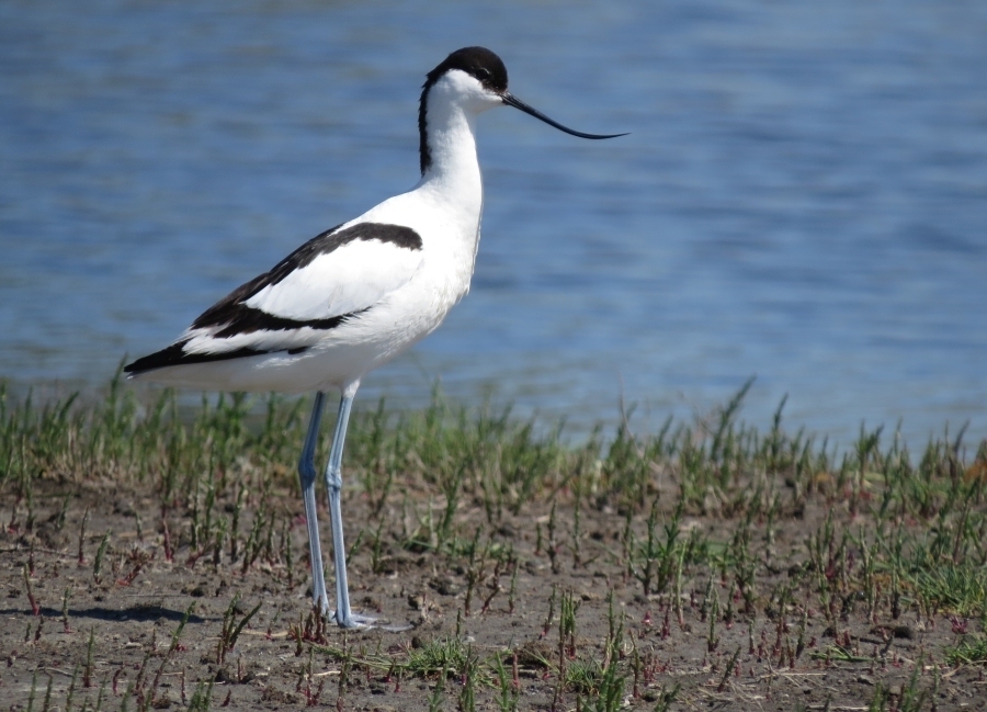 Avocets