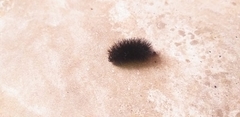 Arctiini
