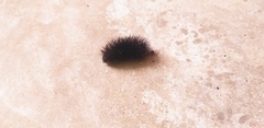 Arctiini