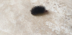 Arctiini