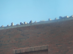 Columba livia